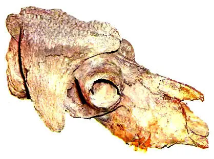 316 Только маленький овцебык Ovibos moschatus в небольшой численности дожил - фото 355