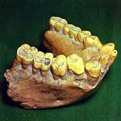 319 Еще крупнее был раннечетвертичныи азиатский гигантопитек Gigantopithecus - фото 358