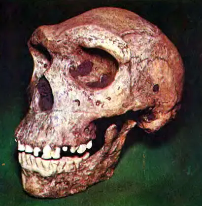 325 Череп африканского неандертальца Homo sapiens rhodesiensis еще - фото 365