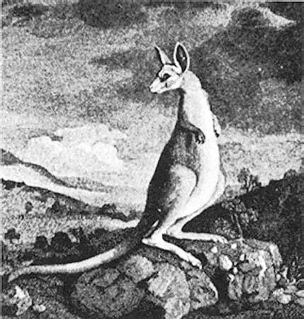 Känguru Kupferstich nach einem Gemälde von George Stubbs Tauben und - фото 8