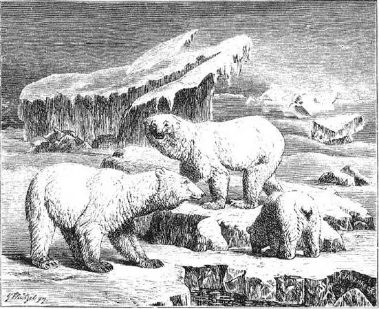Eisbären Dagegen hat der Eisbär eine besondere Neigung eine Inventarisierung - фото 14