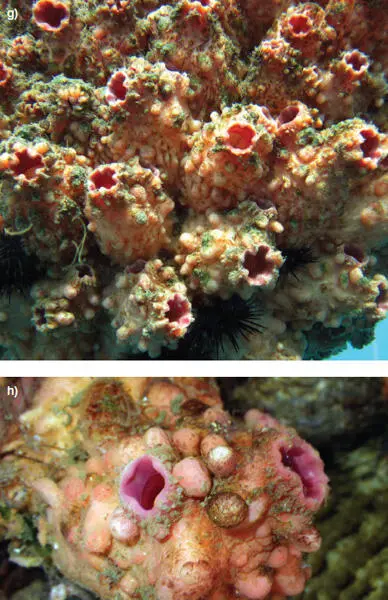 Figuras 35g y 35h Piure Pyura chilensis imagenes de Patricio - фото 32