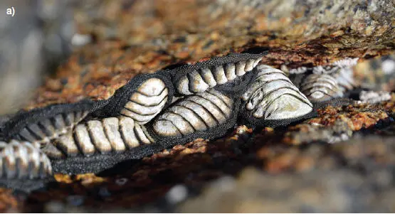 a Chitones Chiton granosus imagen de Luis Ebensperger Figura 35b - фото 26