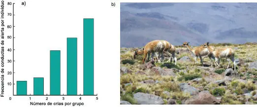Sin dudas el comportamiento social del guanaco Lama guanicoe ha sido el - фото 41