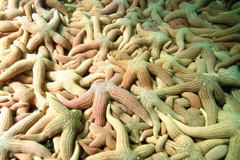Figura 35d Estrella de mar Stichaster striatus imagen de Alejandro Pérez - фото 29