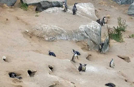 Los hábitos coloniales durante el período reproductivo también son - фото 37