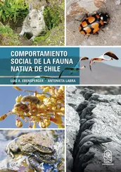 Luis A. Ebensperger - Comportamiento social de la fauna nativa de Chile