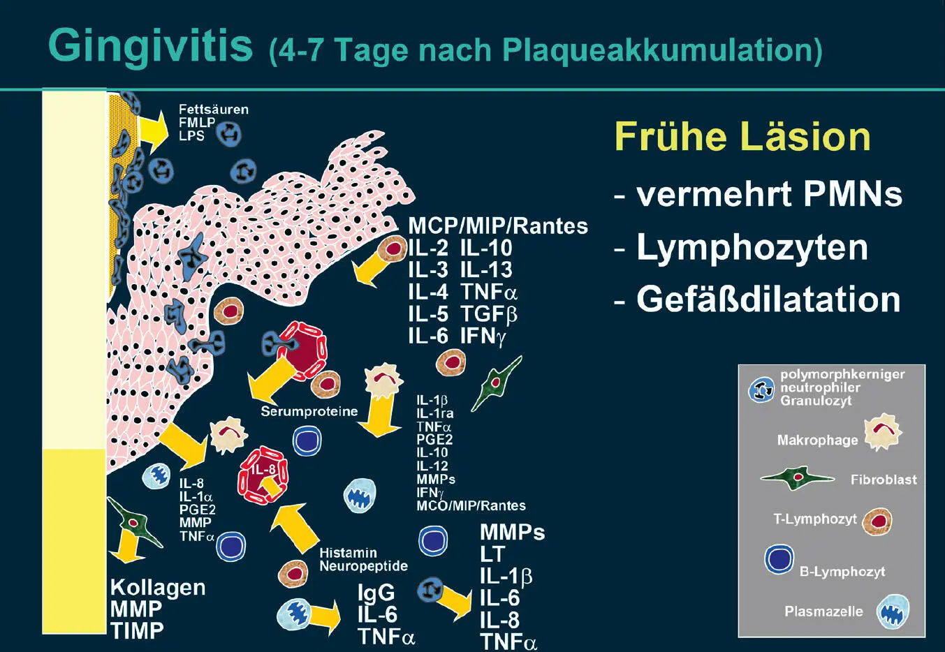 Abb 5 Frühe Läsion Zusätzlich zur in Abb 3dargestellten Aktivierung von - фото 23