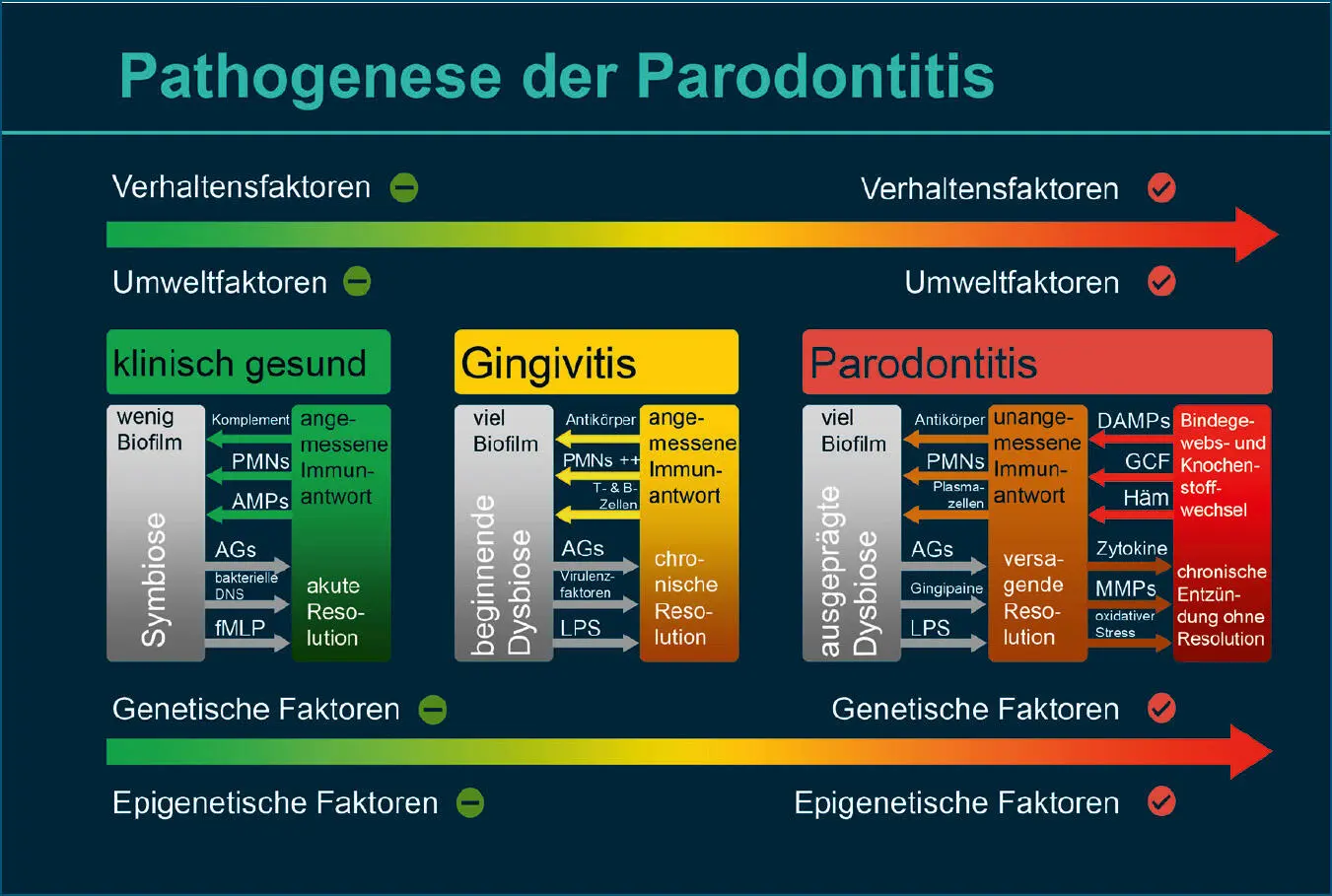 Abb 4 Pathogenese von Gingivitis und Parodontitis nach Meyle Chapple 11 das - фото 34