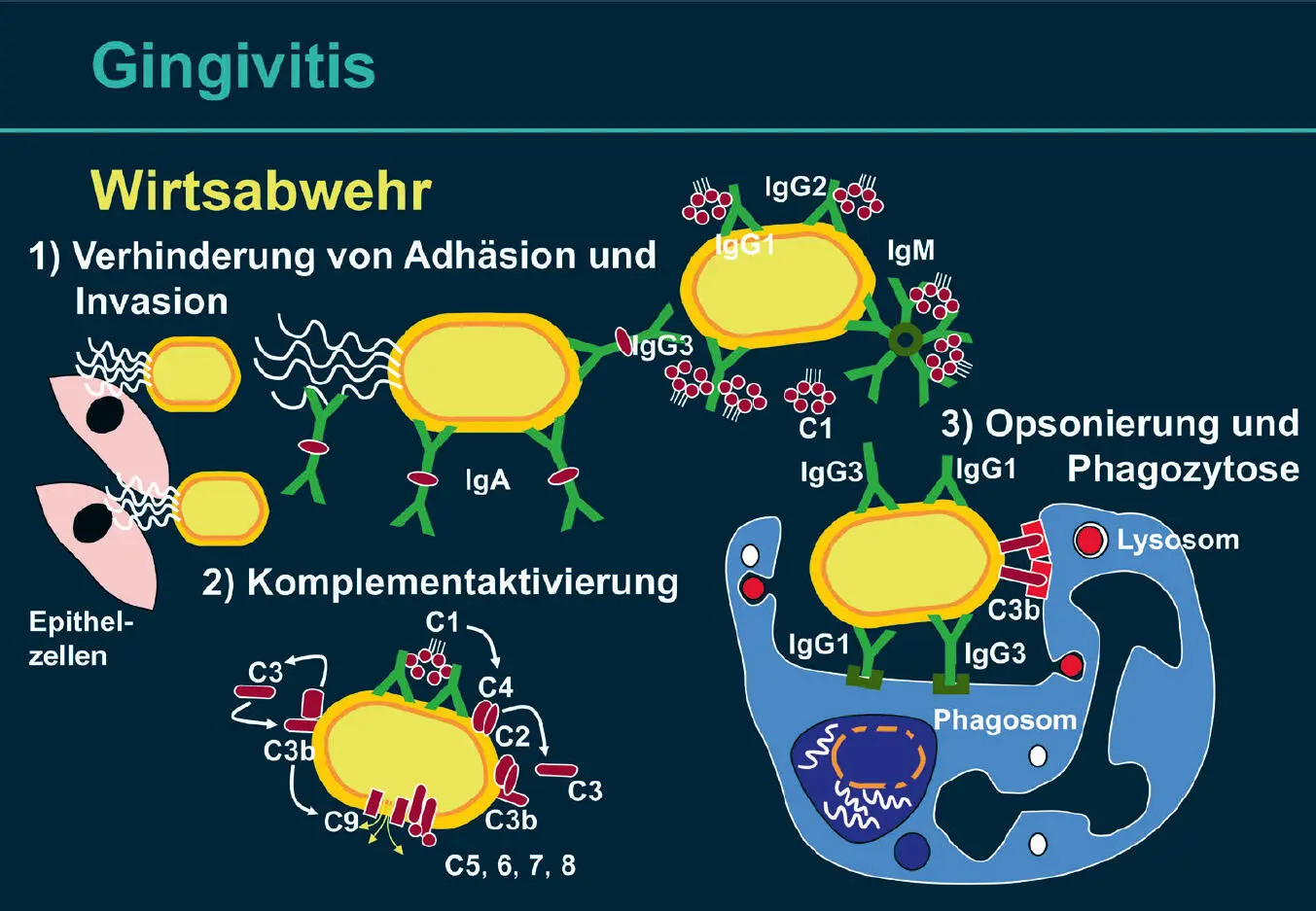 Abb 9 Antikörper in der Abwehr von Mikroorganismen 1 Verhinderung der - фото 27