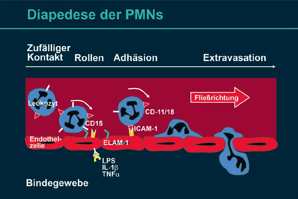 Abb 4 Diapedese der Leukozyten Die Endothelzellen der Venolen werden durch - фото 22