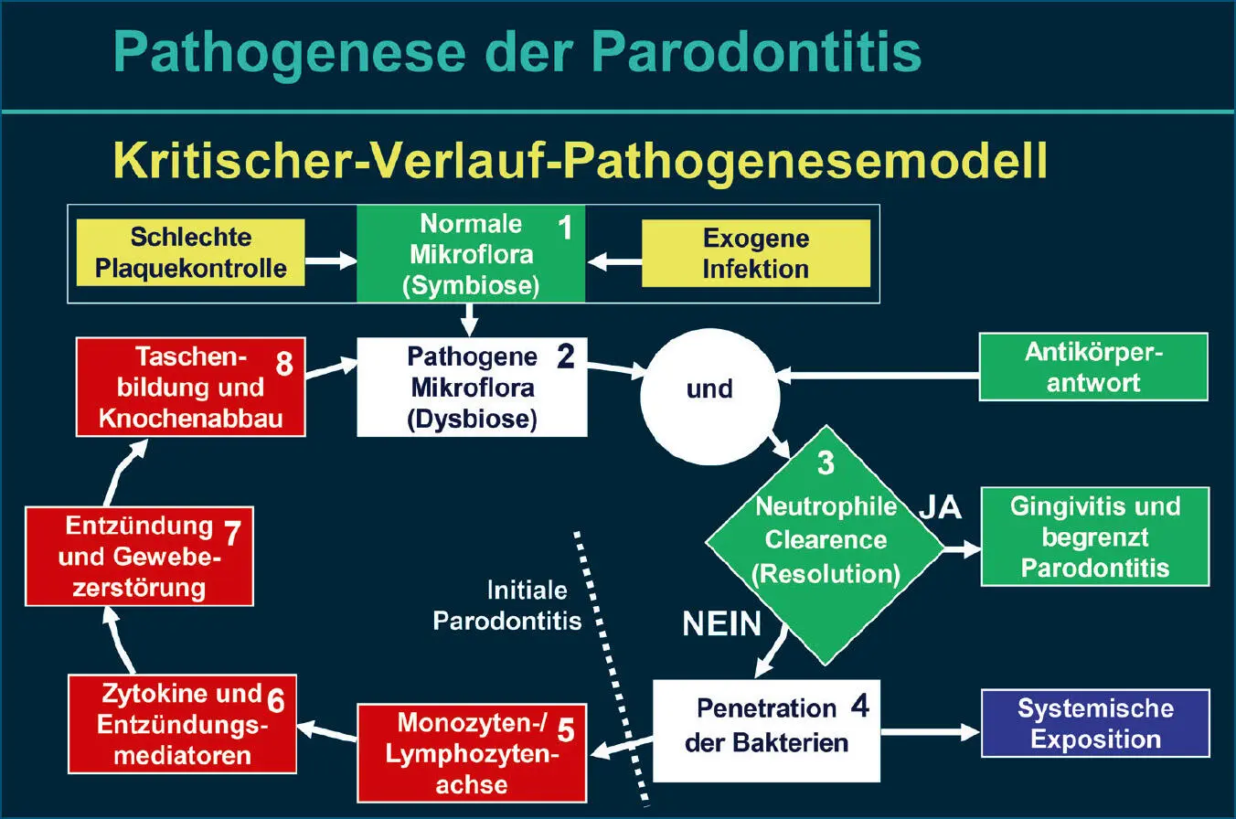 Abb 3 KritischerVerlaufPathogenesemodell der Parodontitis Ineffektive - фото 33