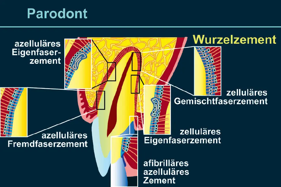 Abb 7 Das Wurzelzement verbindet das parodontale Ligament mit dem Zahn Es - фото 10