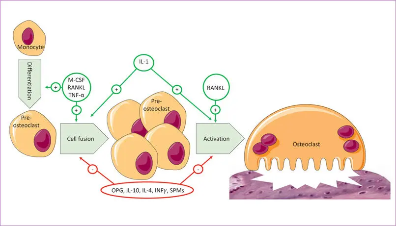 Fig 12 Mechanism of osteoclast differentiation and activation IFNγ - фото 6