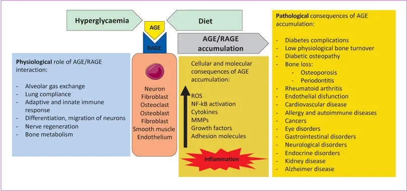 Fig 15 Physiological and pathological roles of AGERAGE interaction AGE - фото 9