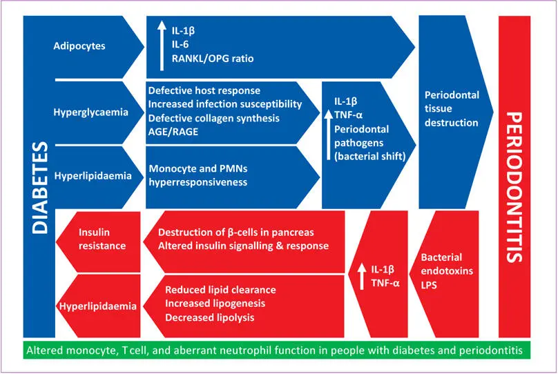 Fig 16 Biological rationale for the bidirectional interrelationship between - фото 10