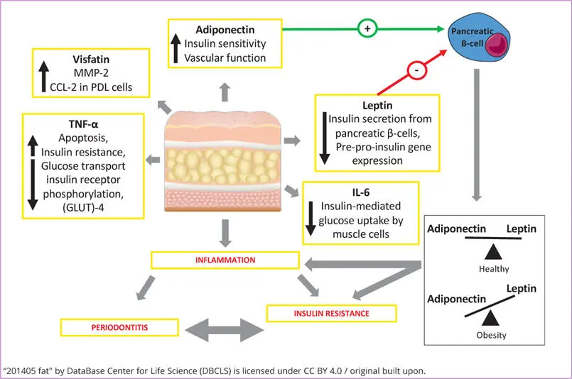 Fig 14 The role of adipokines in inflammation CCL2 CC motif chemokine - фото 8
