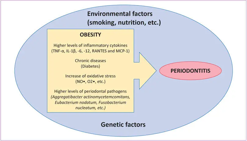 Fig 11 Potential mechanism linking obesity to periodontitis Obesity increases - фото 5