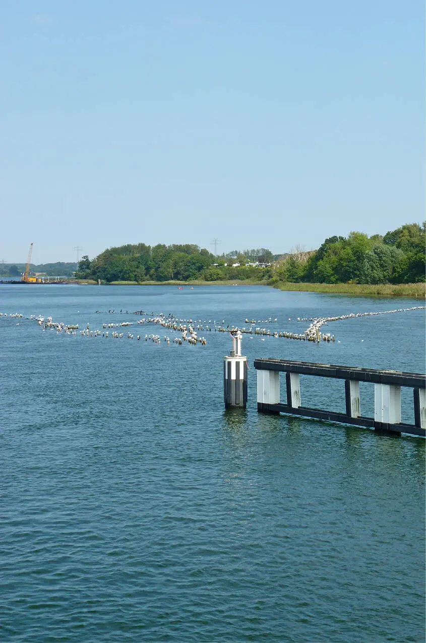 11 Heringszaun in der Schlei Nördlich der Schleibrücke Kappeln Eckernförder - фото 23