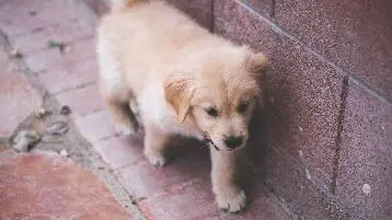 Hobbyfokkers Een hobbyfokker is een betere keus om je Golden pup te krijgen - фото 9