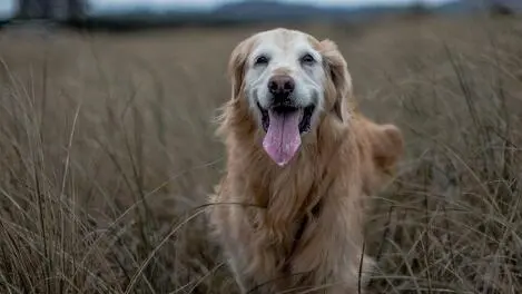 Je moet je nieuwe Golden Retriever altijd minstens een maand geven om aan zijn - фото 7