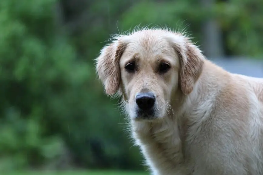 Als je erover nadenkt om een oudere Golden Retriever te adopteren moet je - фото 6