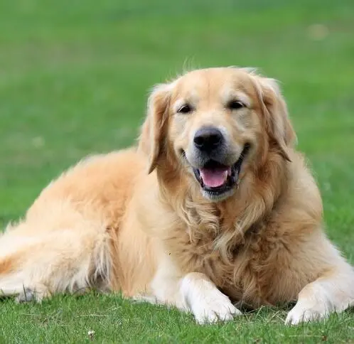 De meeste oudere Golden Retrievers zijn al zindelijk en kennen veel - фото 5