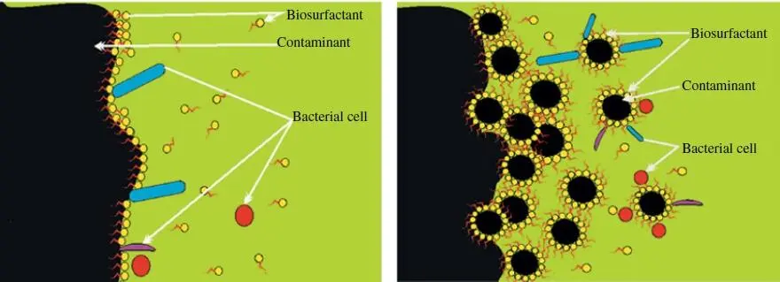 Figure 31 Schematic representation of the adhesion of bio surfactant molecules - фото 69
