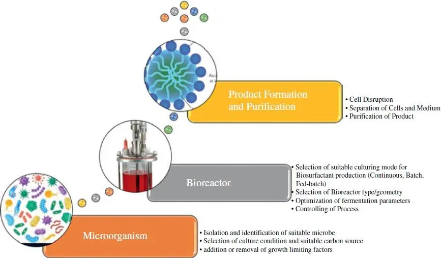 Figure 32 Key stages used for bioproduct formation in bioreactor For example - фото 70