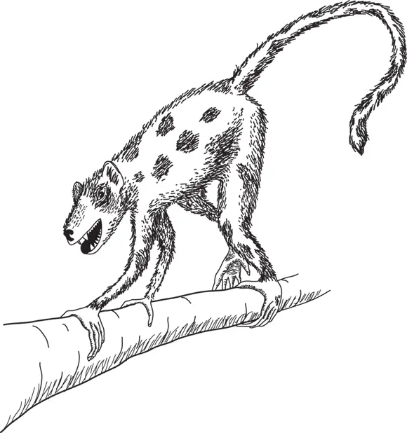 John Wiley Sons Inc FIGURE 41An early primate My reconstruction is - фото 42