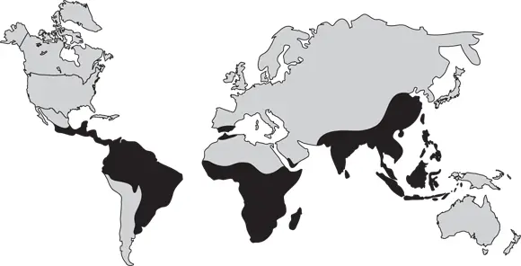 Illustration courtesy of Cameron M Smith PhD FIGURE 46Global distribution - фото 59