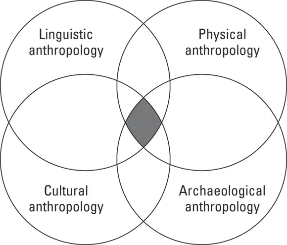 Illustration courtesy of Cameron M Smith PhD FIGURE 31Anthropology as a - фото 26