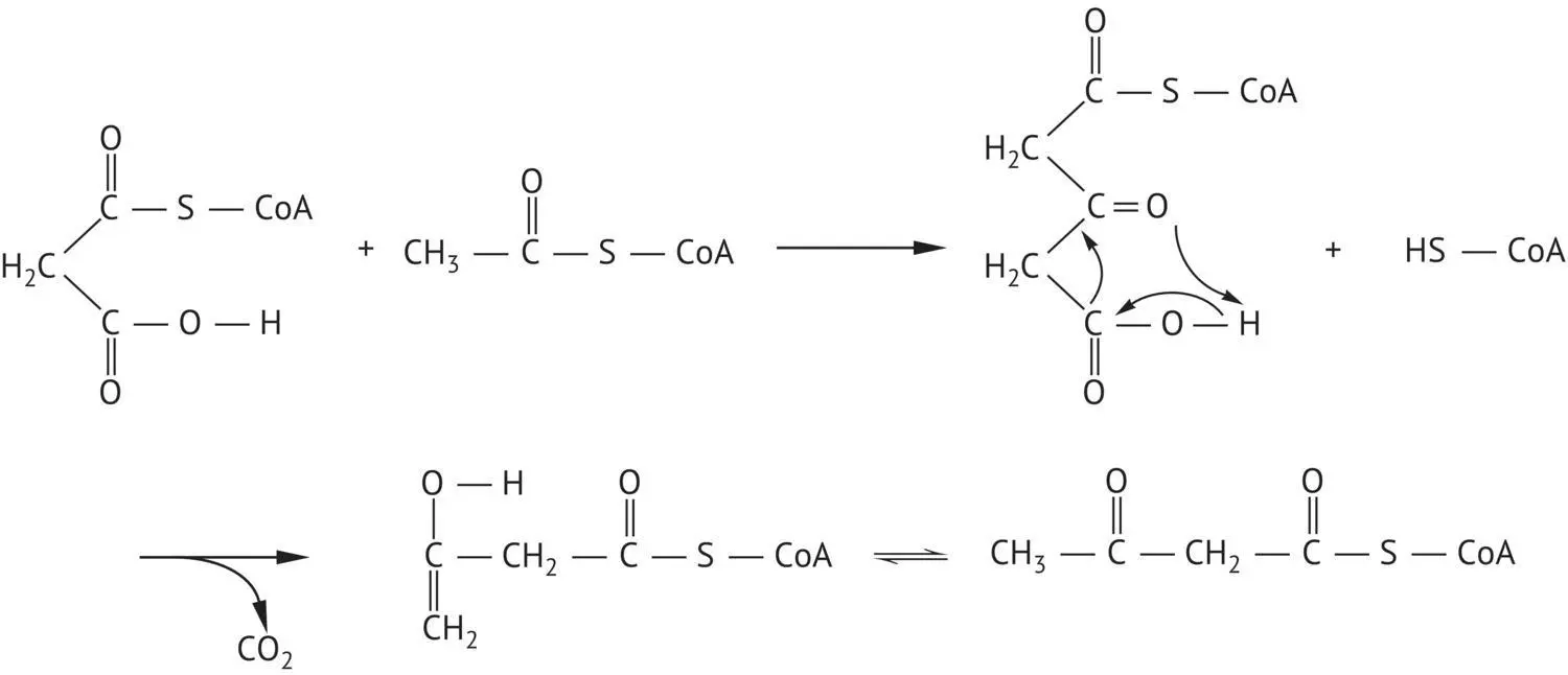 FIGURE 28 Biosynthesis mechanism of fatty acids 252 Fatty Acid Ethyl - фото 97