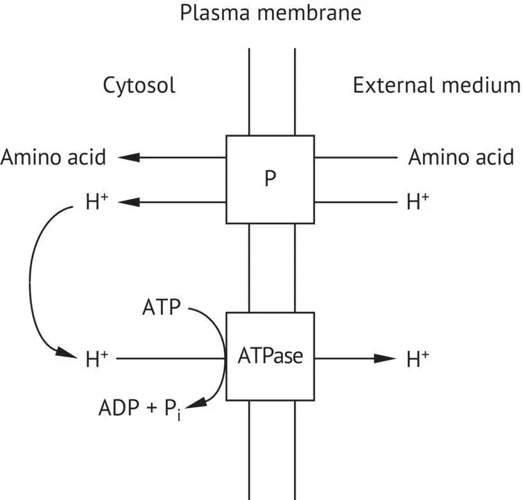 FIGURE 224 Active amino acid transfer mechanisms in the yeast plasma membrane - фото 70
