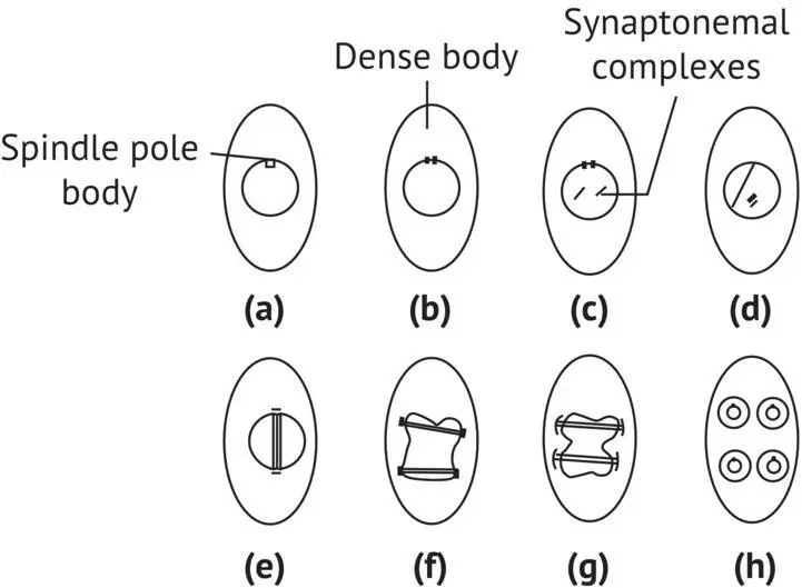 FIGURE 113 Meiosis in S cerevisiae Tuite and Oliver 1991 a Cell before - фото 15