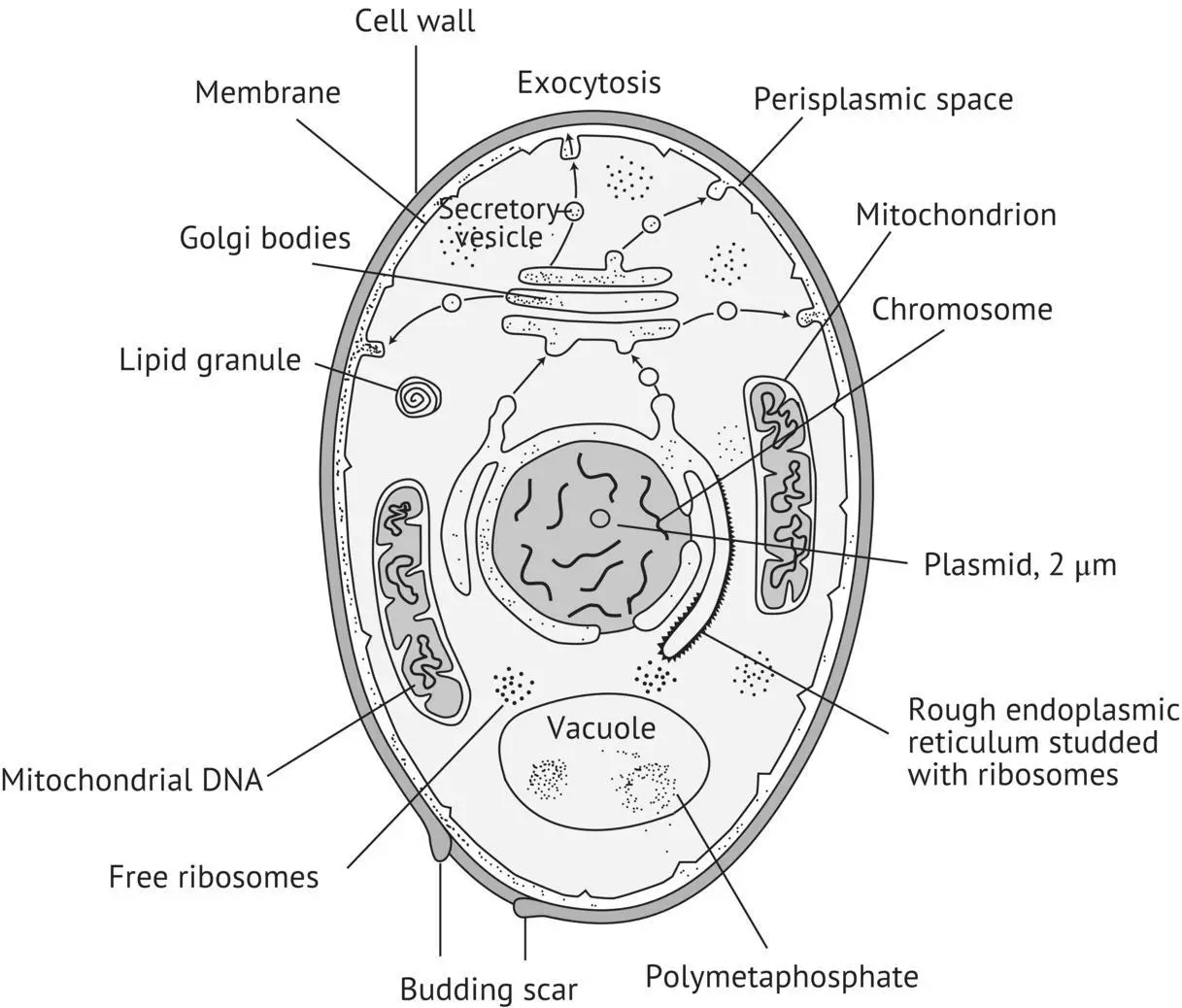 FIGURE 11 A yeast cell Gaillardin and Heslot 1987 12 The Cell Wall 121 - фото 3