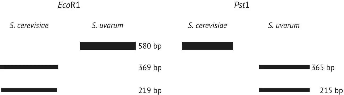 FIGURE 124 Identification principles for the S cerevisiae and S uvarum - фото 26