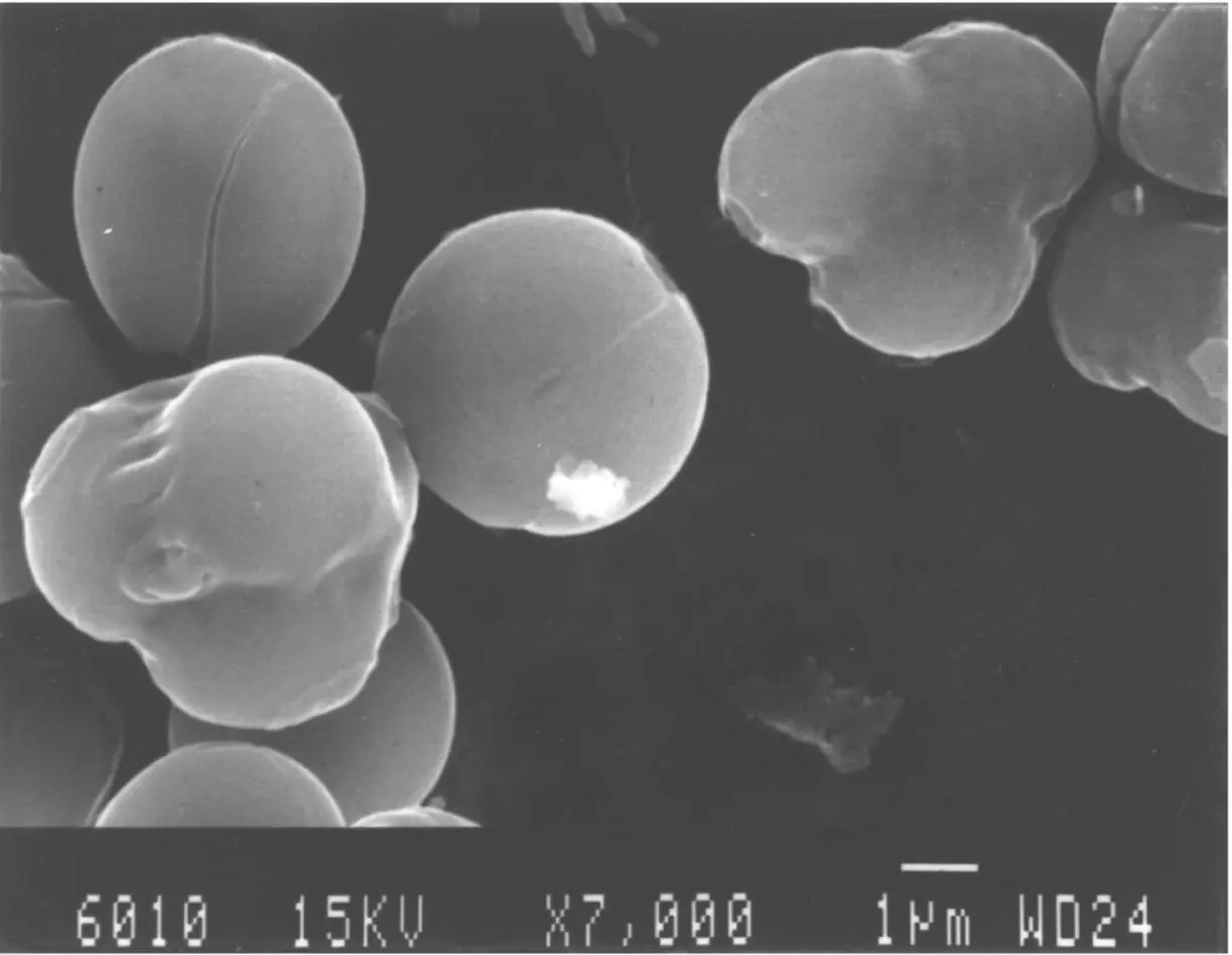 FIGURE 112 Scanning electron microscope photograph of S cerevisiae cells kept - фото 14