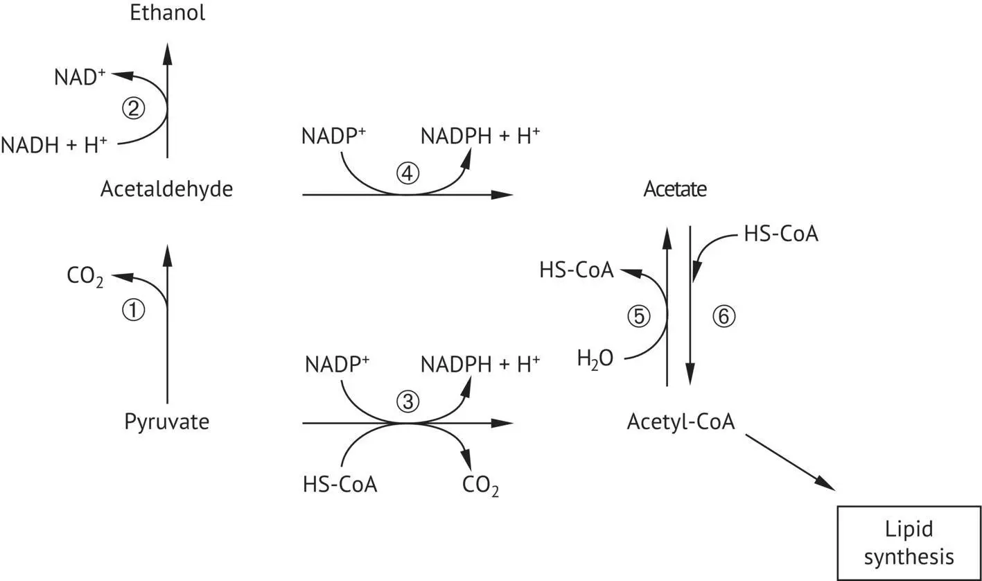 FIGURE 211 Acetic acid formation pathways in yeasts 1 pyruvate - фото 58