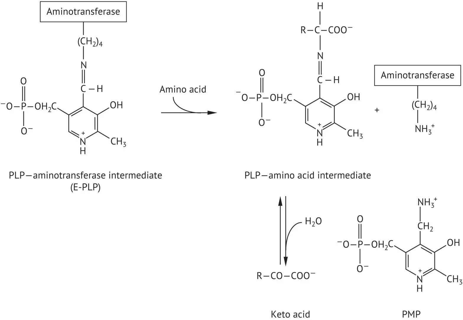 FIGURE 226 Mode of action of pyridoxal phosphate PLP in transamination - фото 76