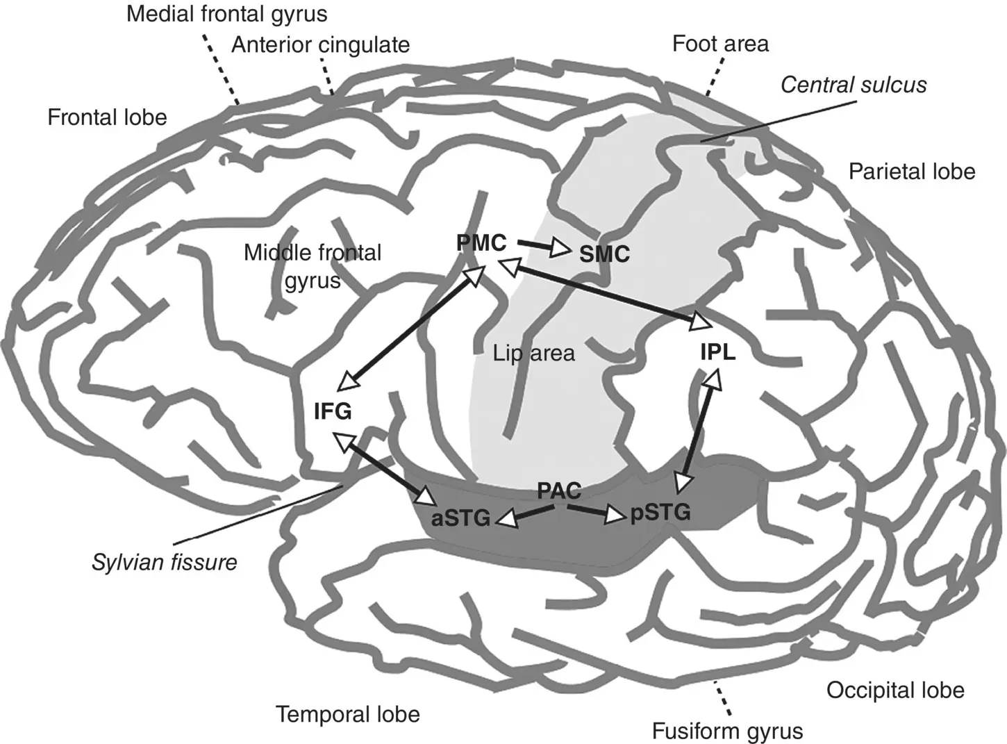 Figure 36 A map of cortical areas involved in the auditory representation of - фото 10
