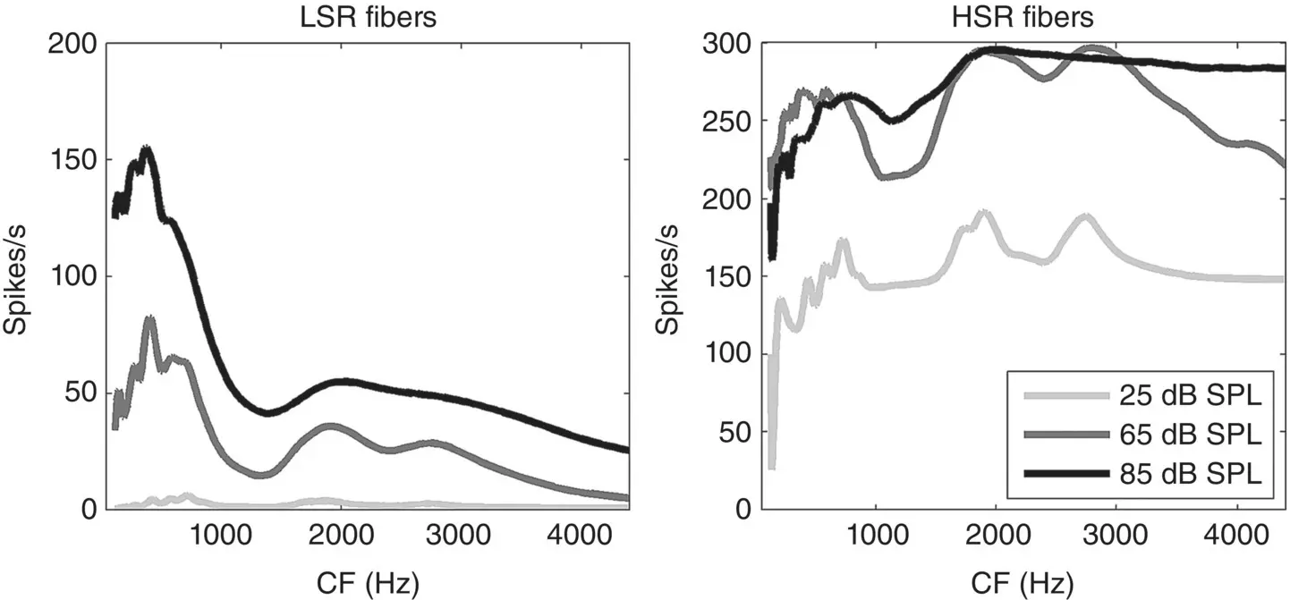 Figure 33 Firingrate distributions in response to the vowel ɛ in head - фото 7