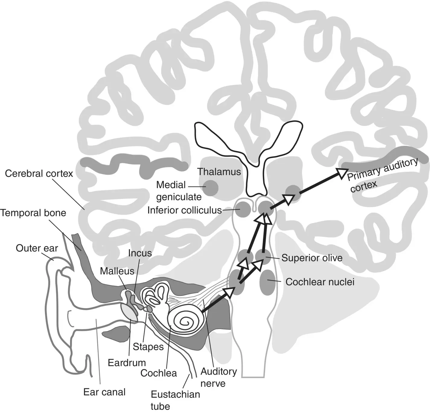 Figure 31 Illustration of the ear showing the early stages of the ascending - фото 5