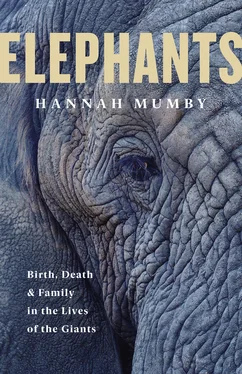 Hannah Mumby The Secret Lives of Elephants обложка книги