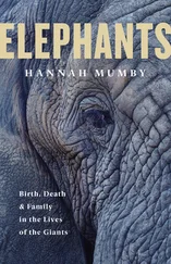 Hannah Mumby - The Secret Lives of Elephants