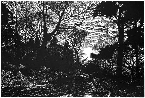 A PLACE OF CLOSE DARK AND VARIOUS TREES FULL OF A DAMP AIR AND GLOOMY WITH - фото 100