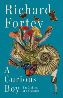 Richard Fortey A Curious Boy обложка книги