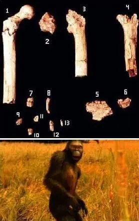 Оррорин 2000 г 6 млн лет Кения В целом на сегодняшний день стало ясно что - фото 9