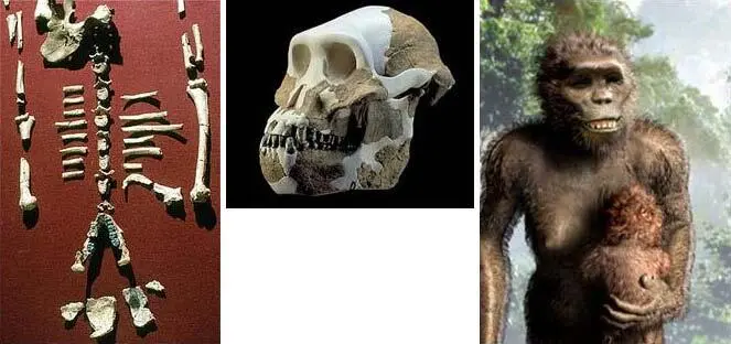 Australopithecus afarensis ок 34 млн лет Из недавних находок стоит - фото 11