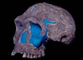 Homo habilis экз KNM ER 1813 возраст 19 млн лет Олдувайское орудие - фото 16